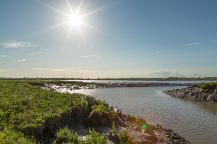 Ten Things to Do at Steart Marshes in Summer
